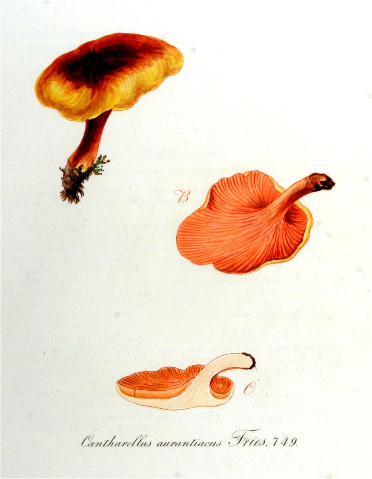 Cantharellus aurantiacus — Flora Batava — Volume v10