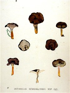 Cantharellus infundibuliformis — Flora Batava — Volume v20