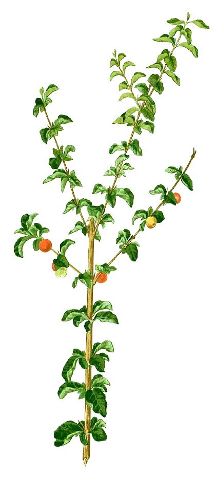 Canthium horridum Blanco1.57-cropped