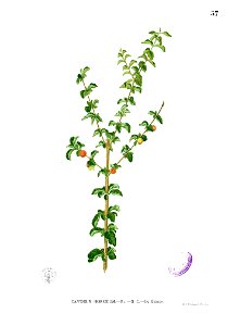 Canthium horridum Blanco1.57
