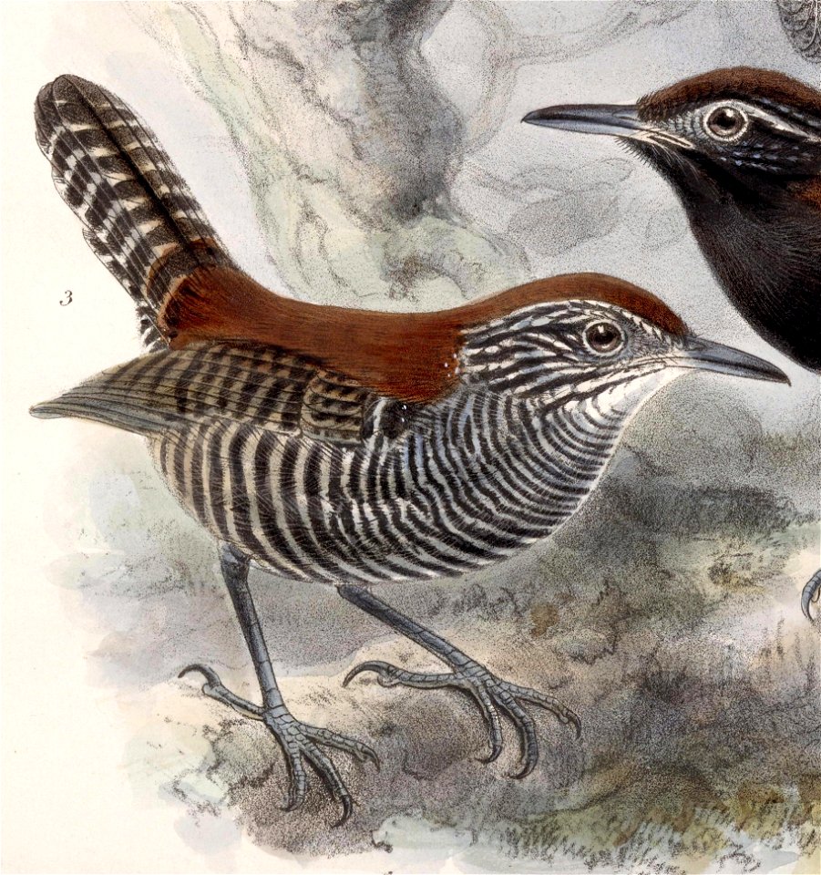 Cantorchilus semibadius 1902