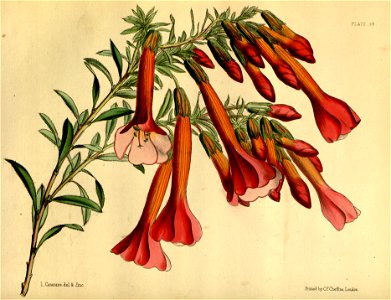 Cantua buxifolia Paxton 049