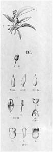 Capanemia theresae Fl.Br.3-6-35 (cropped 4)
