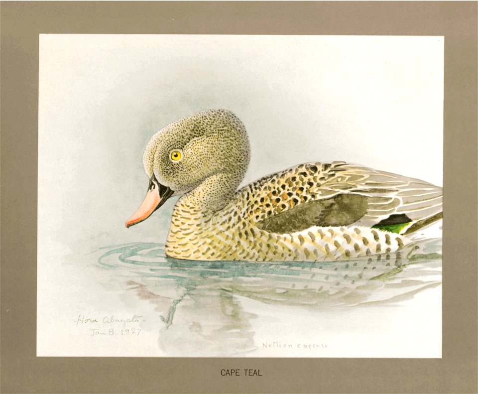 Cape Teal Fuertes