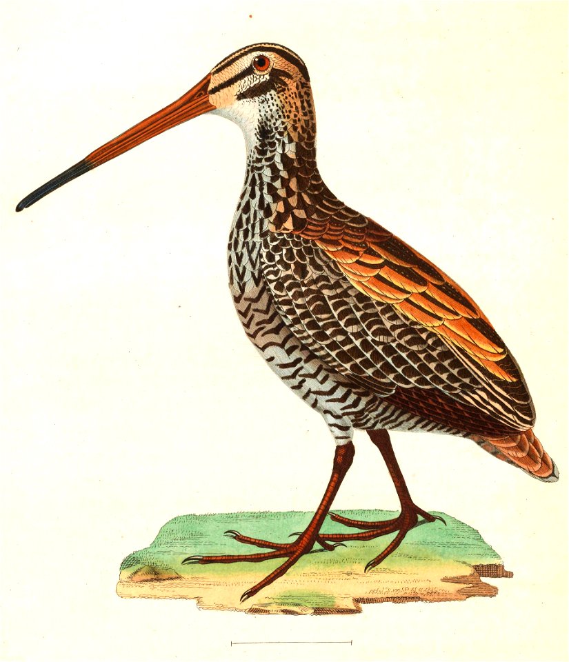 Capella undulata gigantea 1838