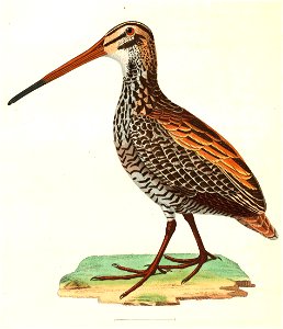Capella undulata gigantea 1838