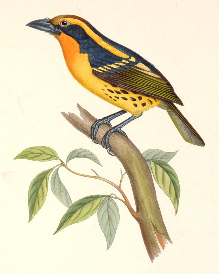 Capito auratus 1849