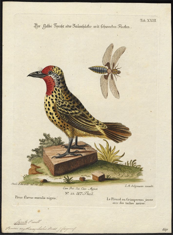 Capito erythrocephalus - 1700-1880 - Print - Iconographia Zoologica - Special Collections University of Amsterdam - UBA01 IZ18800099