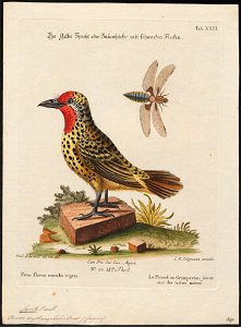 Capito erythrocephalus - 1700-1880 - Print - Iconographia Zoologica - Special Collections University of Amsterdam - UBA01 IZ18800099