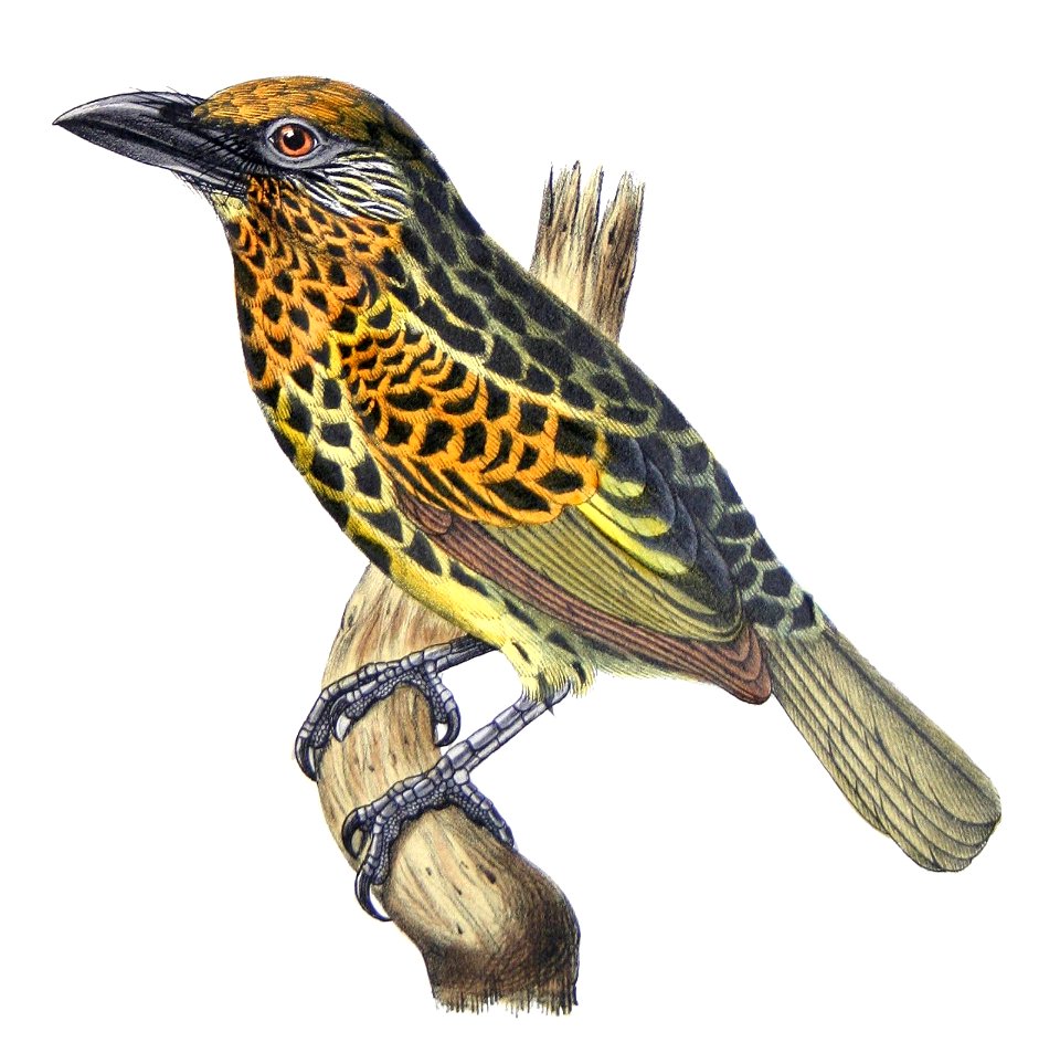 Capito auratus female - Castelnau