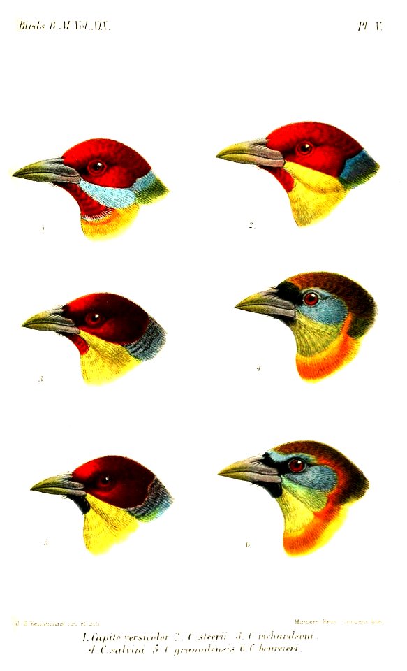 CapitoKeulemans