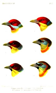 CapitoKeulemans