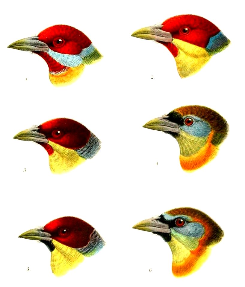 CapitoKeulemans, crop