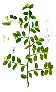 Capparis sepiaria Blanco1.209-cropped