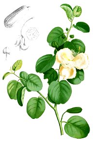 Capparis spinosa Blanco1.179-cropped