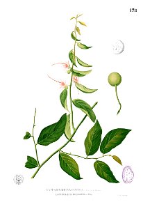 Capparis micracantha Blanco1.178