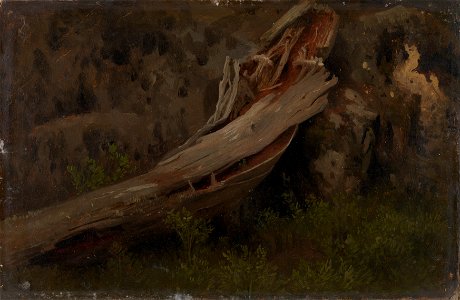 August Cappelen - Study of a decaying Trunk - Google Art Project. Free illustration for personal and commercial use.