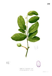 Capparis sp Blanco1.180