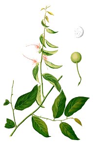 Capparis micracantha Blanco1.178-cropped