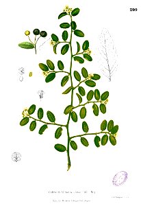 Capparis sepiaria Blanco1.209