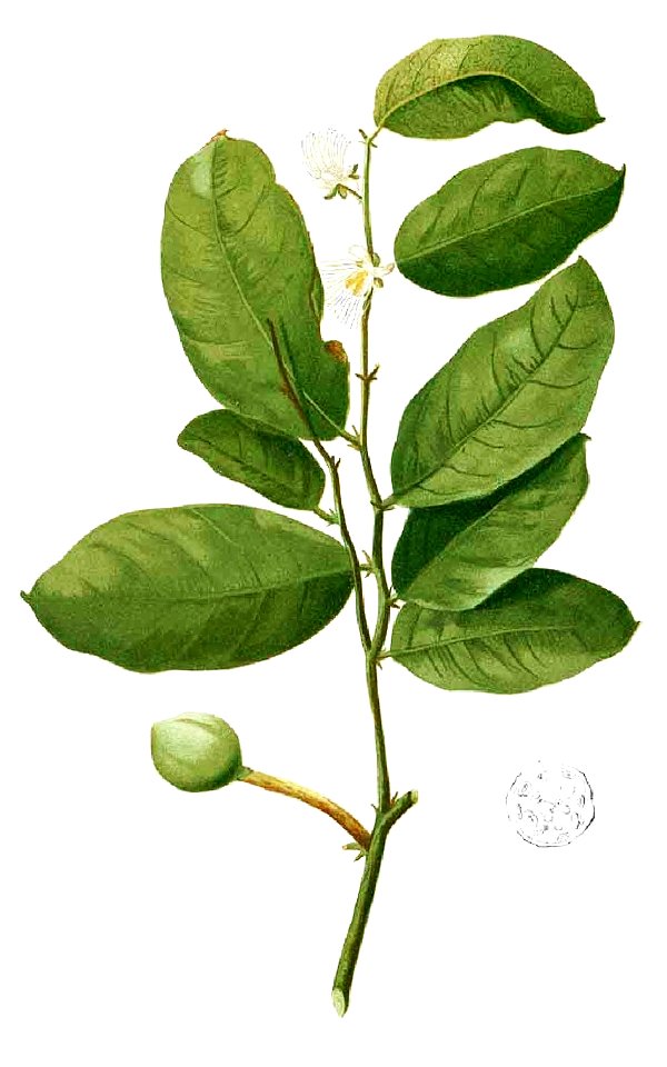 Capparis sp Blanco1.180-cropped