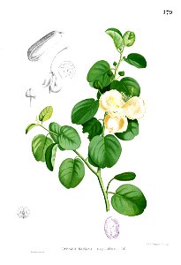 Capparis spinosa Blanco1.179