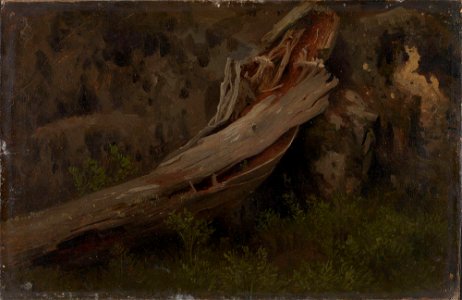 August Cappelen - Study of a decaying Trunk - NG.M.00289-005 - National Museum of Art, Architecture and Design. Free illustration for personal and commercial use.