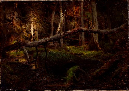 August Cappelen - Study of a Decaying Wood - NG.M.00289-004 - National Museum of Art, Architecture and Design