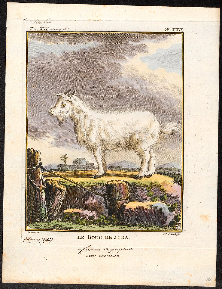 Capra aegagrus var. reversa - 1700-1880 - Print - Iconographia Zoologica - Special Collections University of Amsterdam - UBA01 IZ21300255
