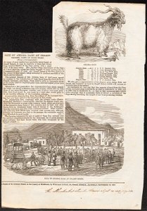 Capra hircus angorensis - 1857 - Print - Iconographia Zoologica - Special Collections University of Amsterdam - UBA01 IZ21300211