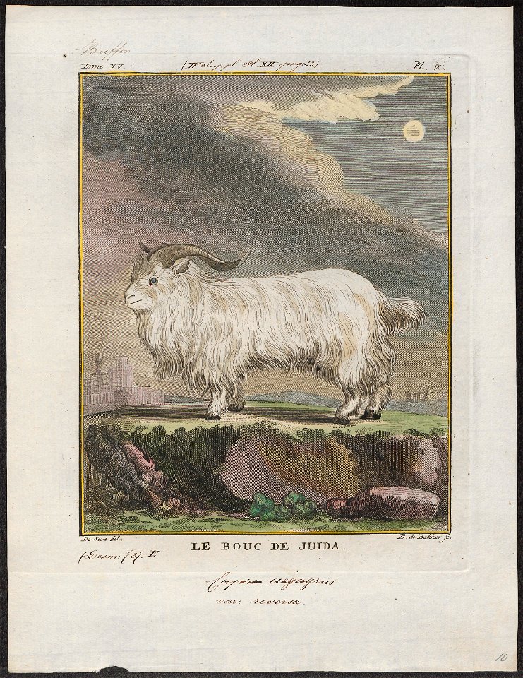 Capra aegagrus var. reversa - 1700-1880 - Print - Iconographia Zoologica - Special Collections University of Amsterdam - UBA01 IZ21300217