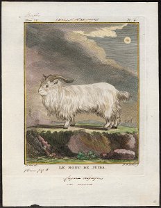 Capra aegagrus var. reversa - 1700-1880 - Print - Iconographia Zoologica - Special Collections University of Amsterdam - UBA01 IZ21300217