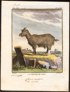 Capra aegagrus - 1700-1880 - Print - Iconographia Zoologica - Special Collections University of Amsterdam - UBA01 IZ21300257