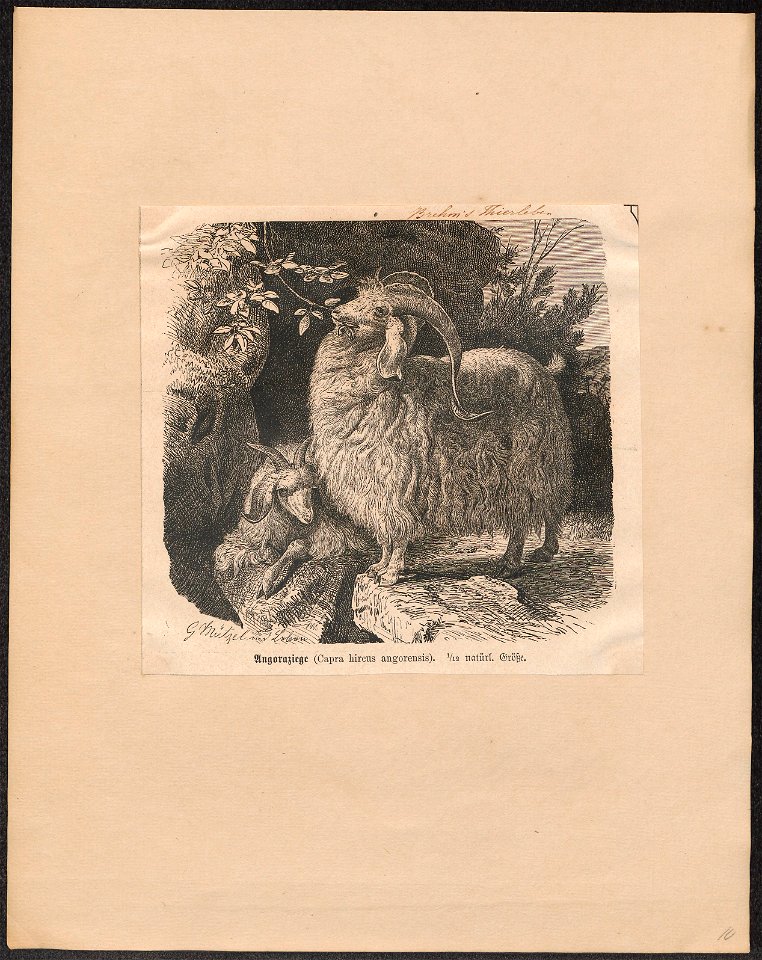 Capra hircus angorensis - 1700-1880 - Print - Iconographia Zoologica - Special Collections University of Amsterdam - UBA01 IZ21300209