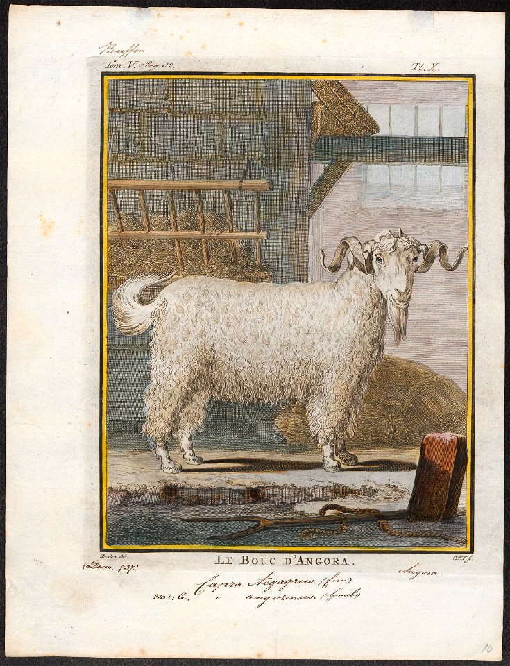 Capra angorensis - bok - 1700-1880 - Print - Iconographia Zoologica - Special Collections University of Amsterdam - UBA01 IZ21300213