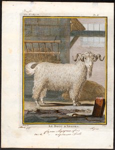 Capra angorensis - bok - 1700-1880 - Print - Iconographia Zoologica - Special Collections University of Amsterdam - UBA01 IZ21300213