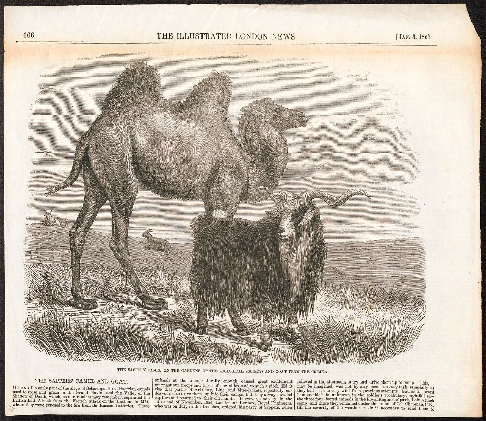 Capra hircus - 1857 - Print - Iconographia Zoologica - Special Collections University of Amsterdam - UBA01 IZ21300241