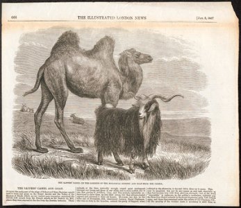 Capra hircus - 1857 - Print - Iconographia Zoologica - Special Collections University of Amsterdam - UBA01 IZ21300241