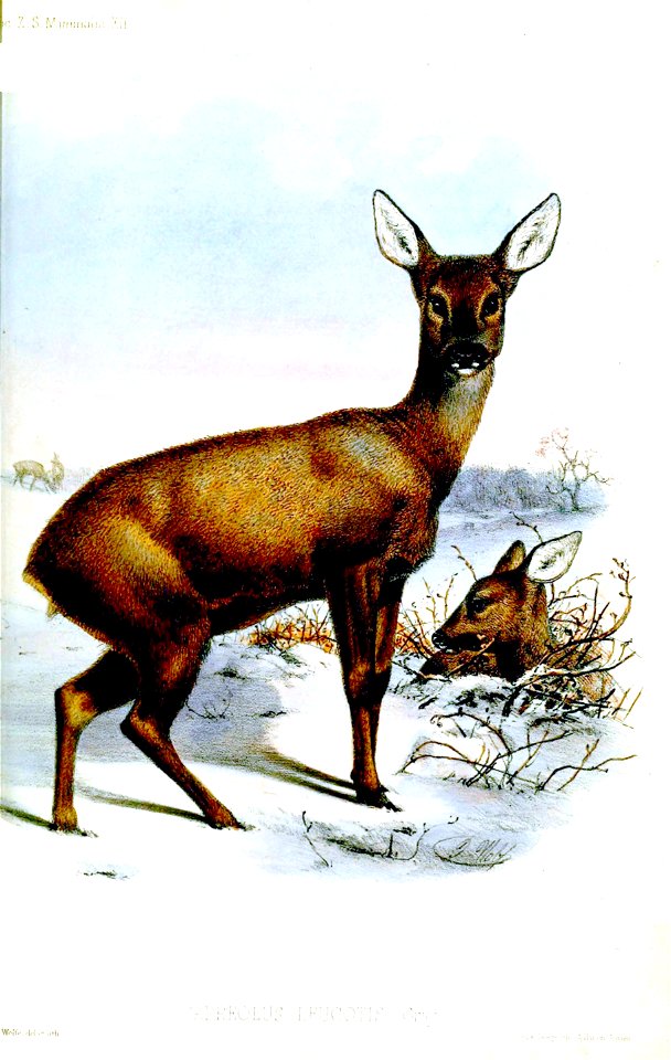 CapreolusLeucotisWolfe