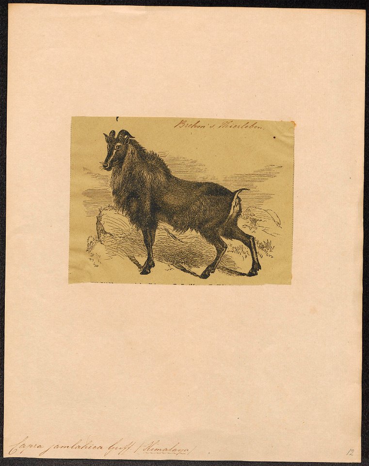 Capra jamlahica - 1700-1880 - Print - Iconographia Zoologica - Special Collections University of Amsterdam - UBA01 IZ21300199