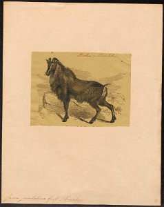 Capra jamlahica - 1700-1880 - Print - Iconographia Zoologica - Special Collections University of Amsterdam - UBA01 IZ21300199