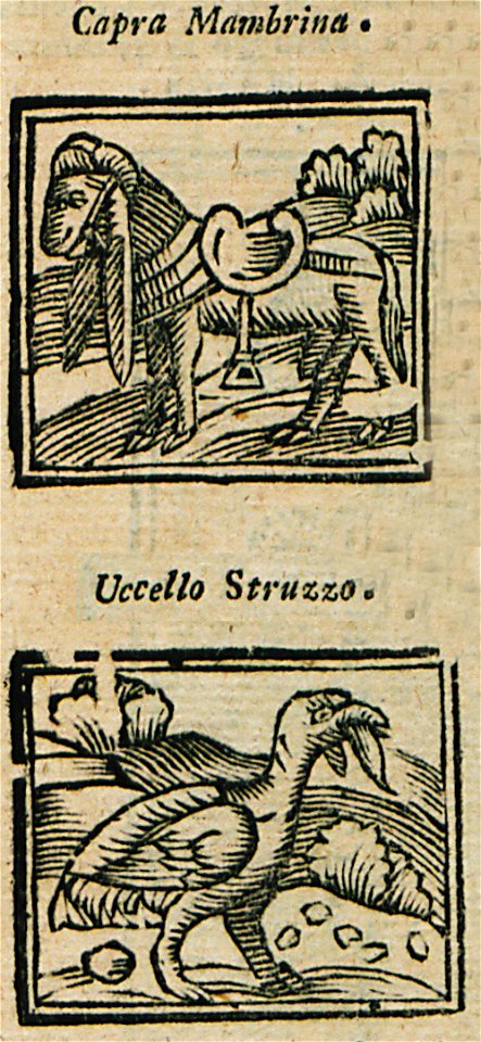 Capra Mambrina Uccello Struzzo - Bianco Noe - 1600