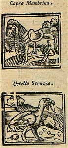 Capra Mambrina Uccello Struzzo - Bianco Noe - 1600