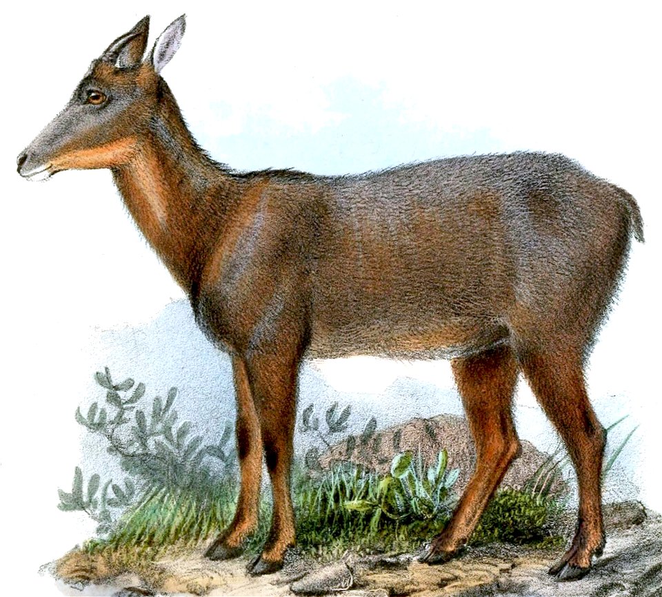 Capricornis swinhoei Joseph Wolf