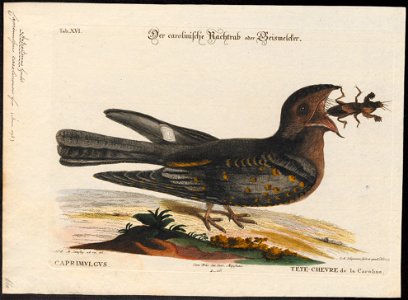 Caprimulgus carolinensis - 1700-1880 - Print - Iconographia Zoologica - Special Collections University of Amsterdam - UBA01 IZ16700053