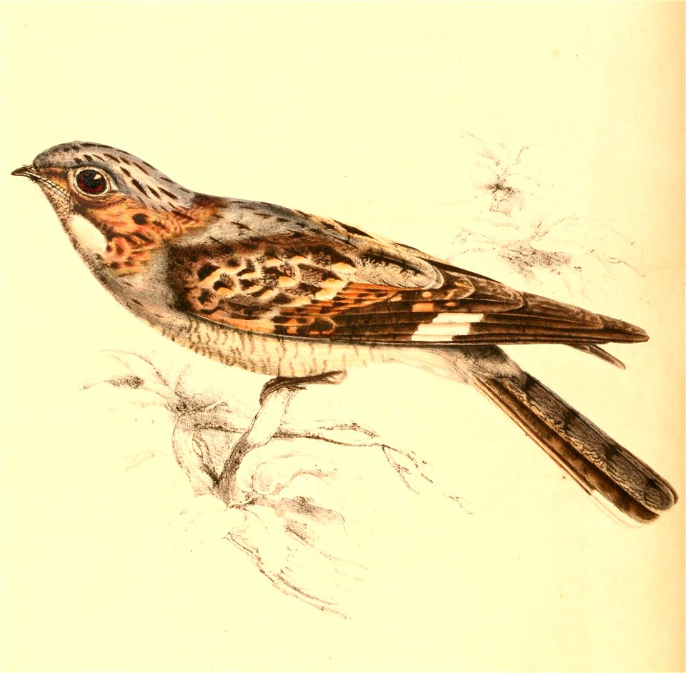 Caprimulgus rufigena 1838