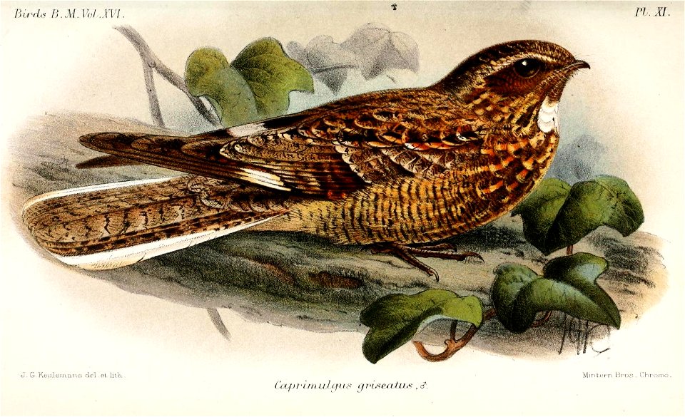 CaprimulgusGriseatusKeulemans