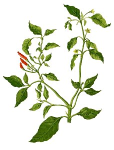 Capsicum minimum Blanco1.47-cropped
