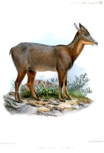 CapricornisSwinhoeiWolf