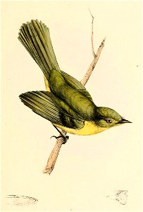 Capsiempis flaveola flaveola 1841